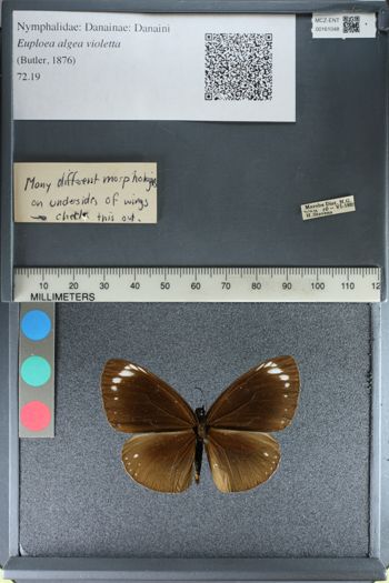 Media type: image;   Entomology 161048